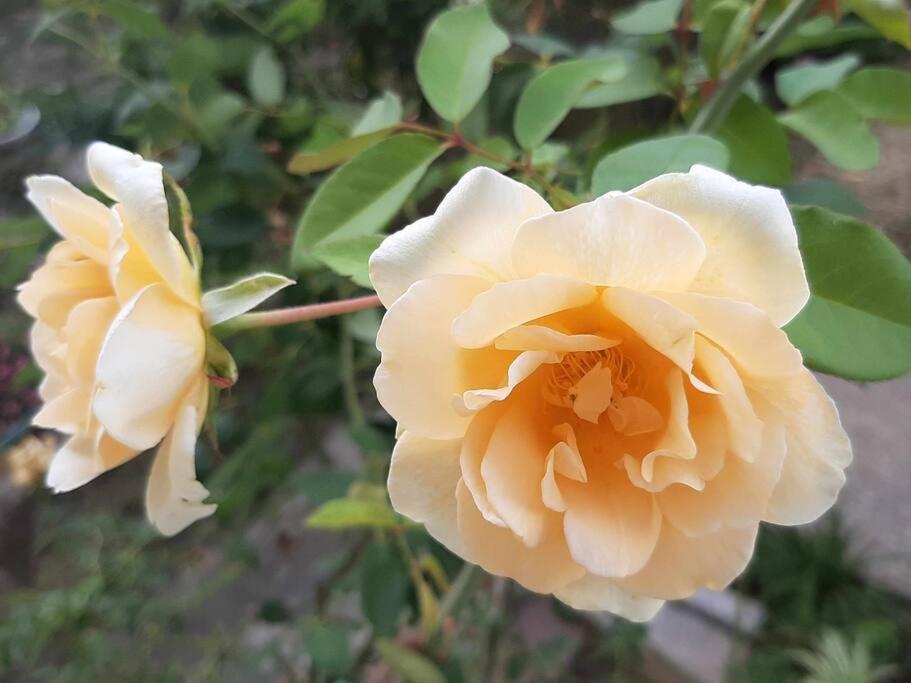 Апартаменты Villino La Rosa Antica Флоренция Экстерьер фото